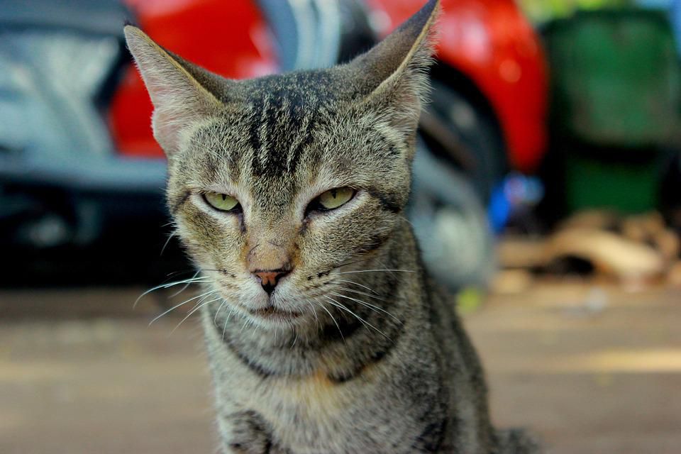 Signs of an Angry Cat