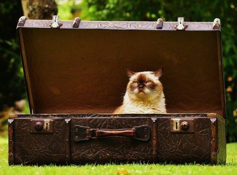 Is It Safe to Take My Cat on a Long Road Trip?