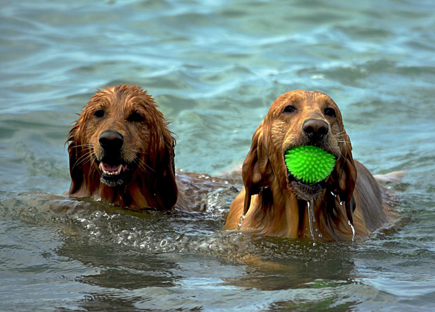 How to Keep Your Dog Cool This Summer?