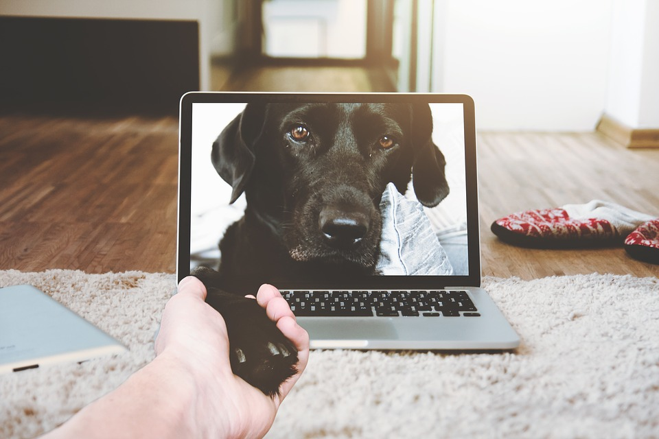 Gadgets That Offer Remote PetCare