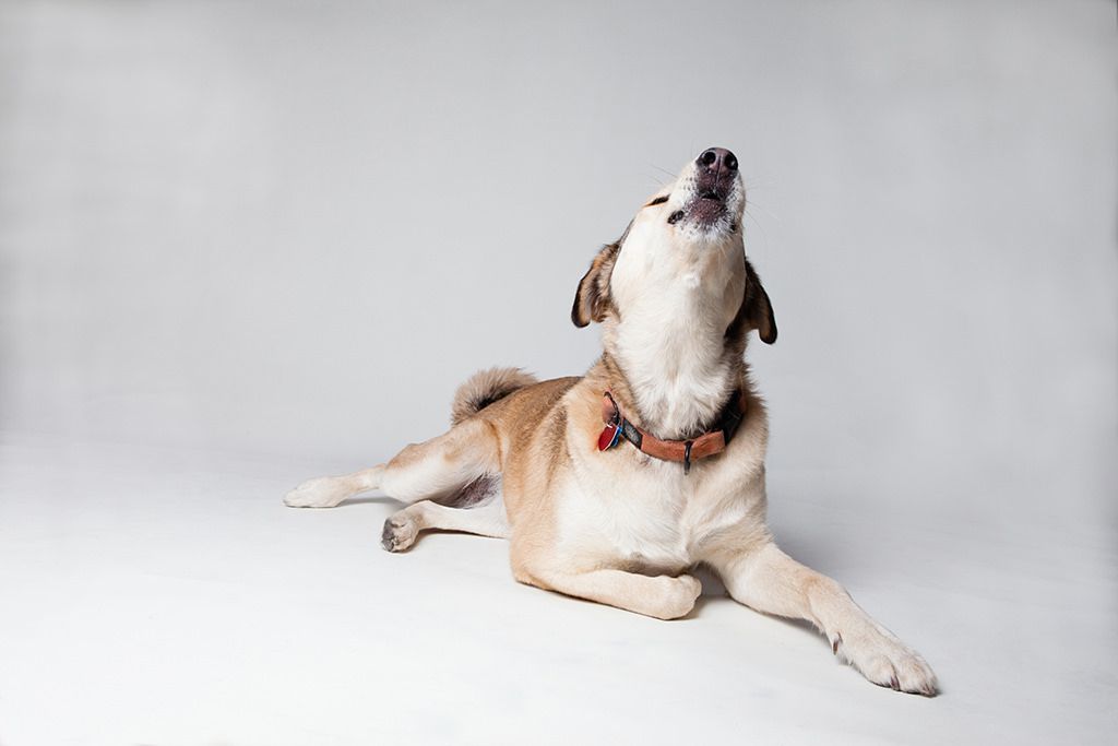 Reasons Why Your Dog Might be howling