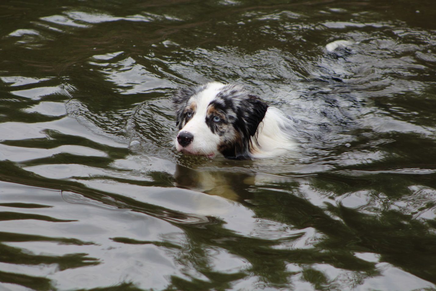 The Dog Breeds That Don’t Like Water