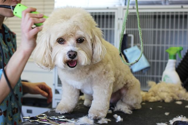 Tips For a Proper Grooming Routine For Your dog