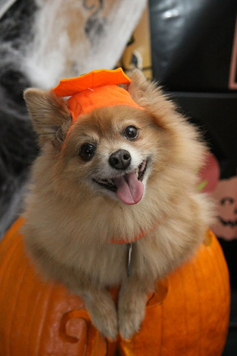 5 Halloween Safety Tips For Your Pet
