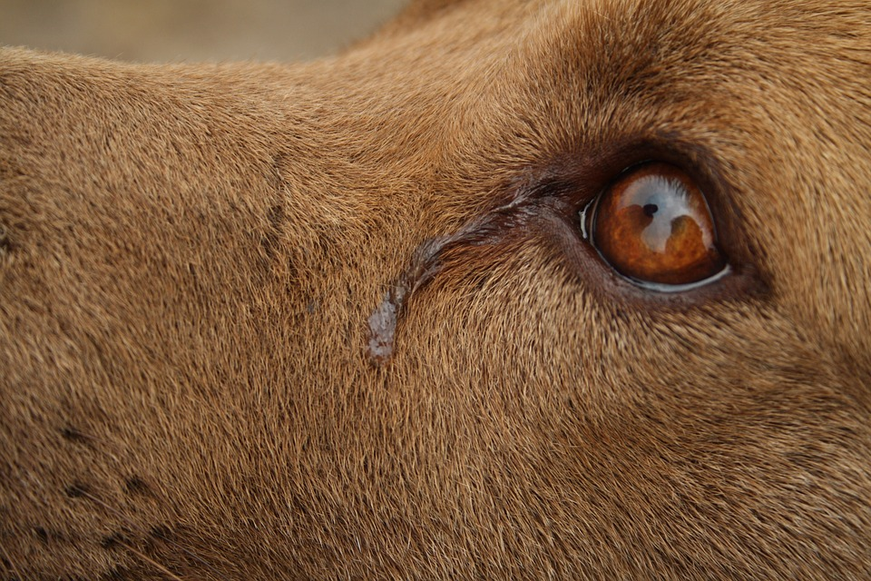 ticks on dogs eyelids