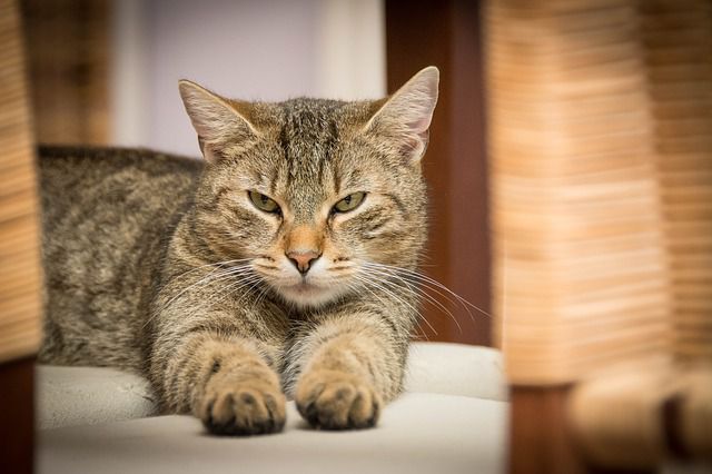 Understand Your Cat Better With These Four Cat Brain Facts