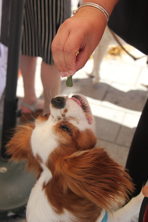 Fruits That Are Good For Your Pets