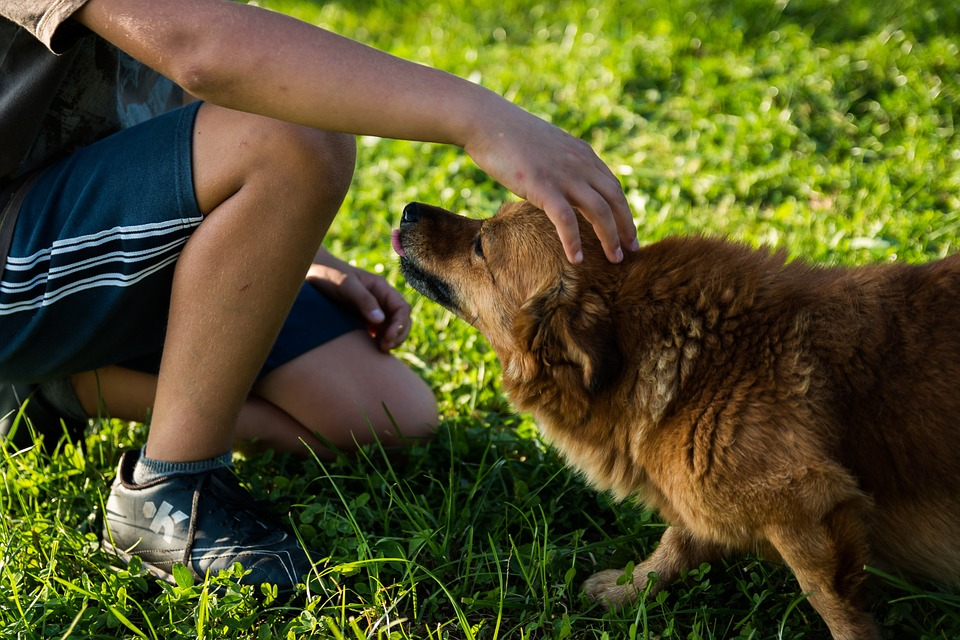 The Touches To Keep Your Pooch Healthy