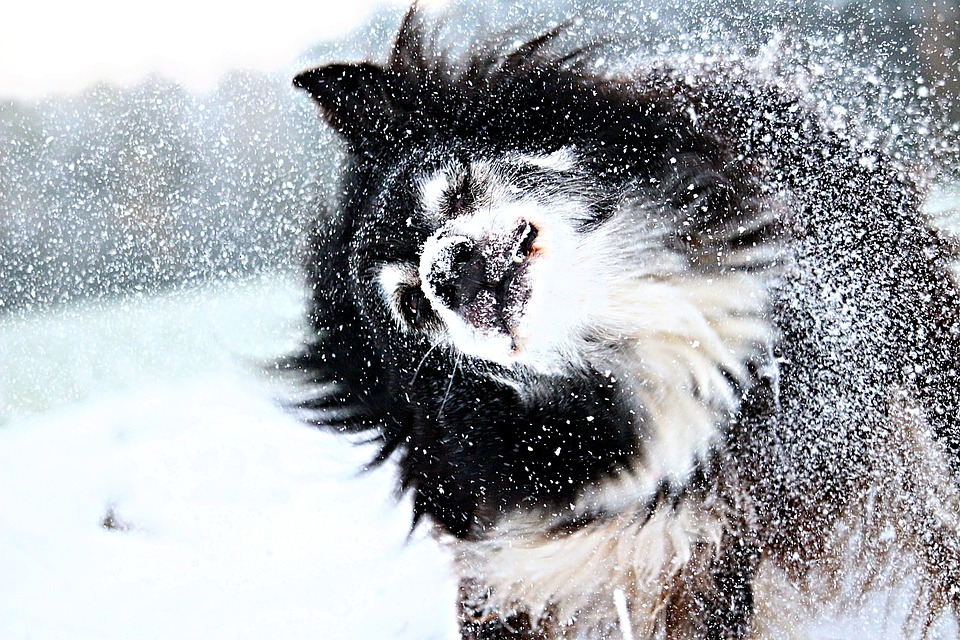How Cold Is Too Cold For Your Dog To Be Outside?