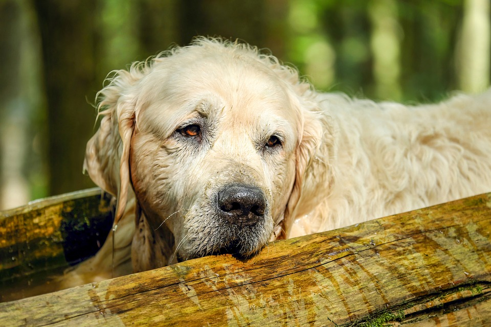 How Can I Help My Old Dog Feel Young Again?