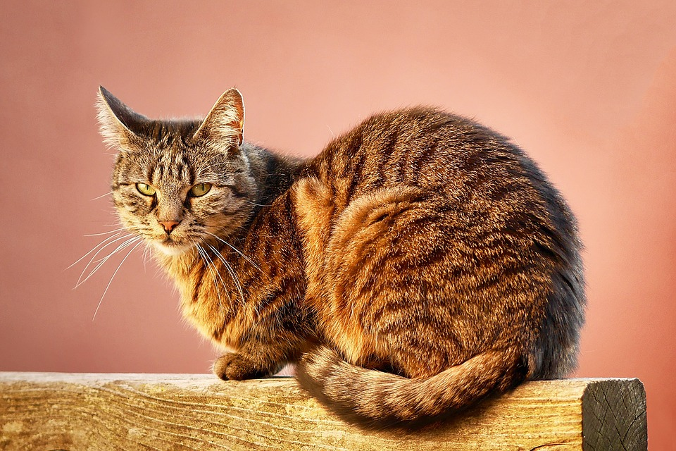 5 Genetic Anomalies That Are Seen In Cats