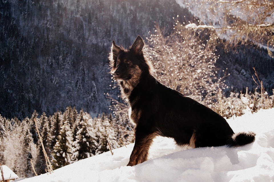 Winter Pet-Walking Tips You Should Know