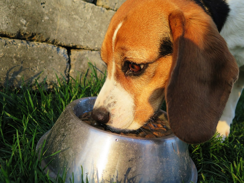 How To Keep Your Pet’s Food Fresh For Longer