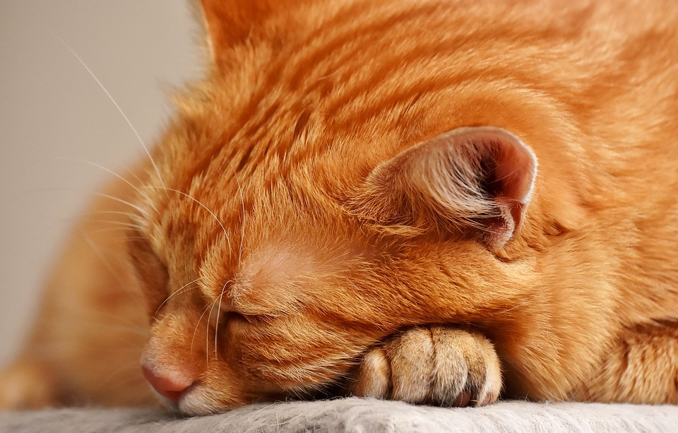 Can A Change In Routine Trigger Stress In Cats?