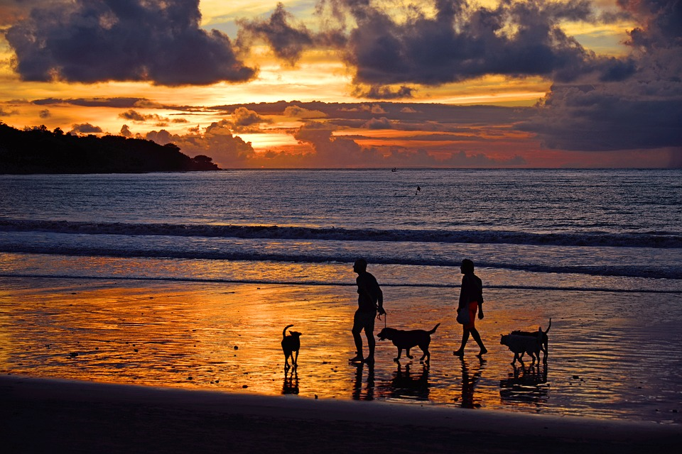 How To Find A Pet-Friendly Resort For The Upcoming Vacations