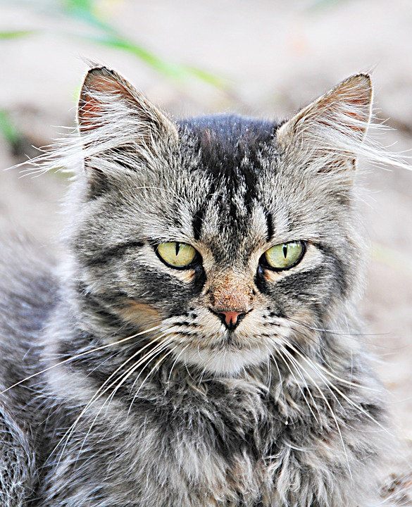 Why Do Cats Spray And How To Stop It PetCareRx