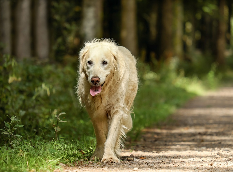 How to Identify Diseases in Dogs PetCareRx