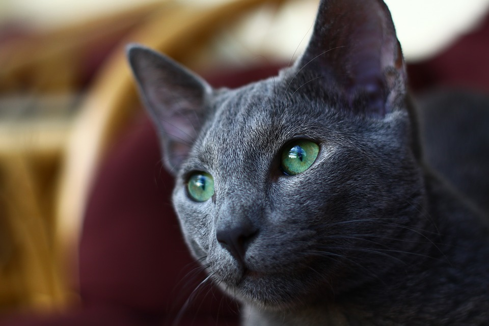 Russian blue hot sale cat purebred