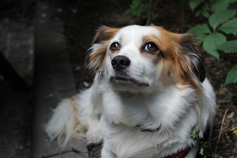 Is Mercury Pollution Harming Your Pet?
