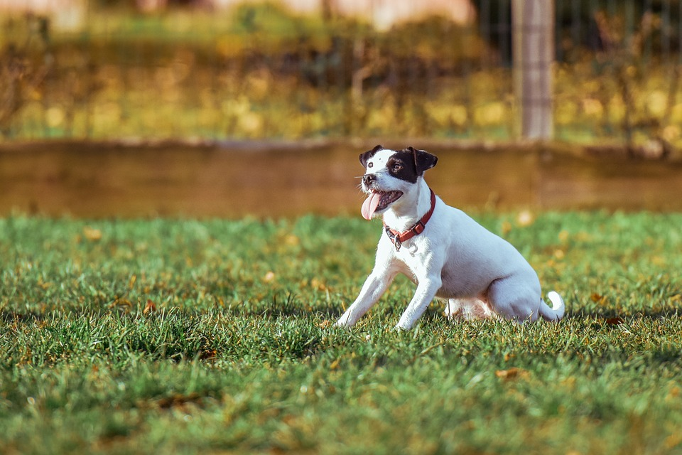 how to make your dog stop eating cat poop