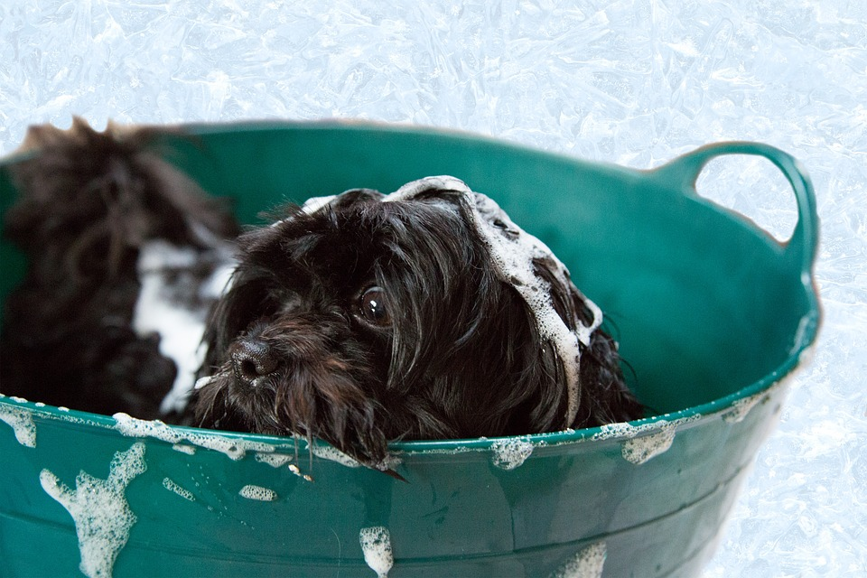 How To Give Your Dog A Proper Bath PetCareRx