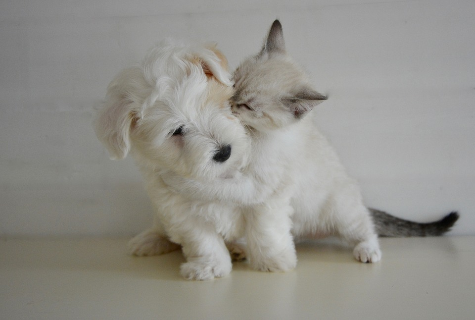 The cat breeds that get along well with dogs