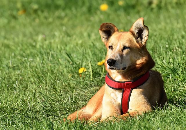 Which Breeds of Dogs Are Best for Your Health?