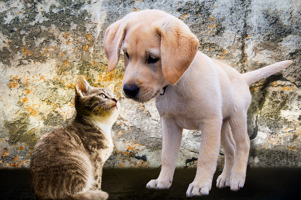 how do i know if my dog is allergic to my cat