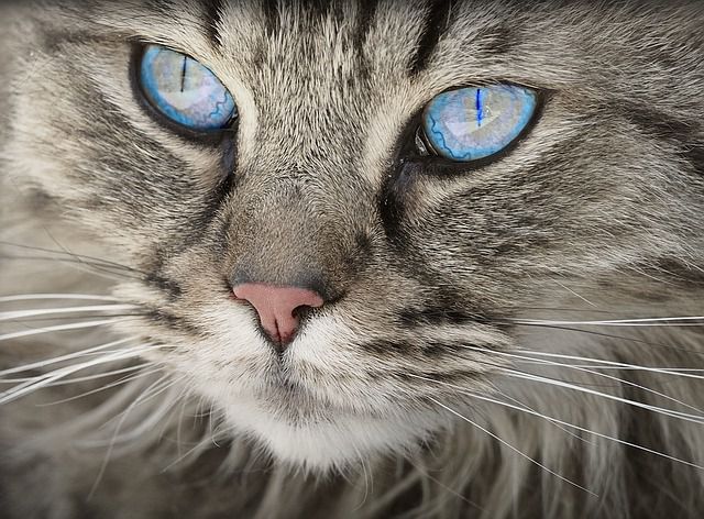 The Hypoallergenic Cat Breeds you Need to Know About