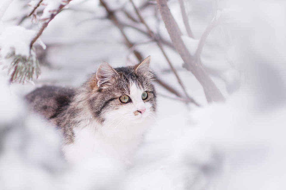 Is Buying a Siberian Cat Worth it?