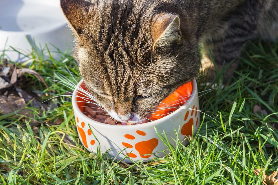 Common Foods Cats Are Allergic To