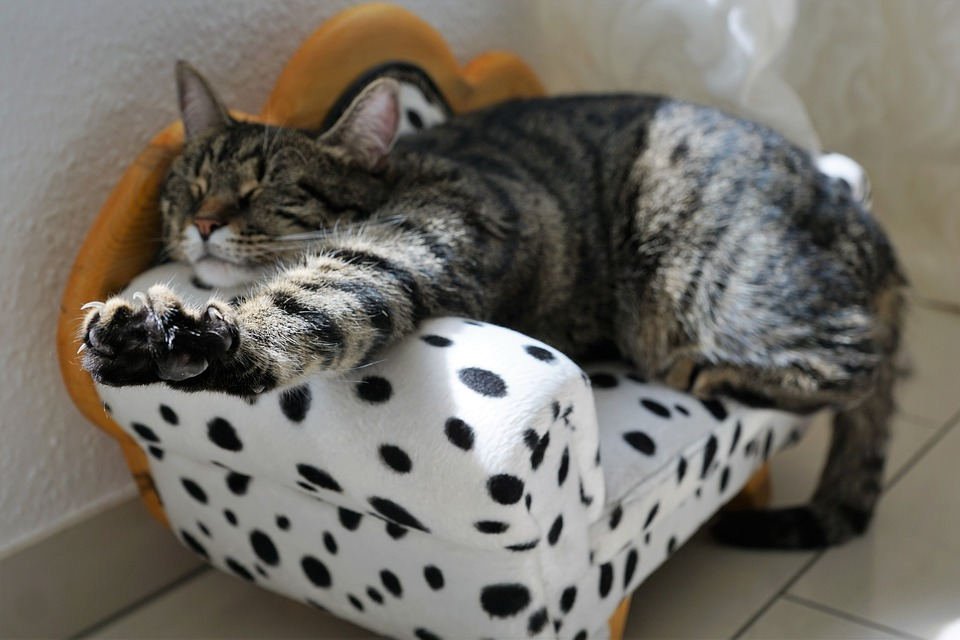 Best Toys for Lazy Cats | PetCareRx