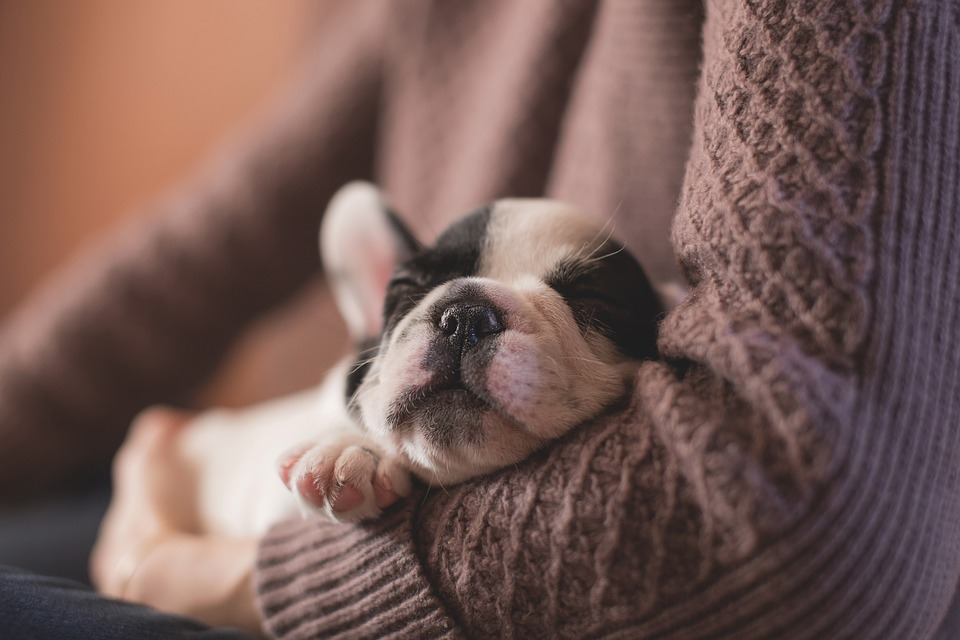 Signs That Your Dog Has Canine Insomnia