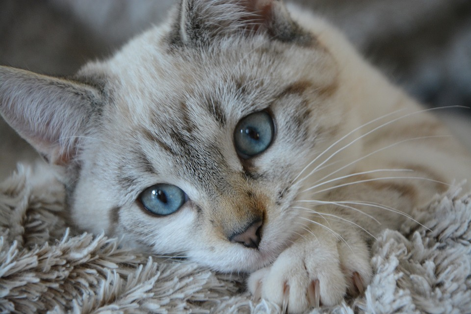 White cat and blue clearance eyes