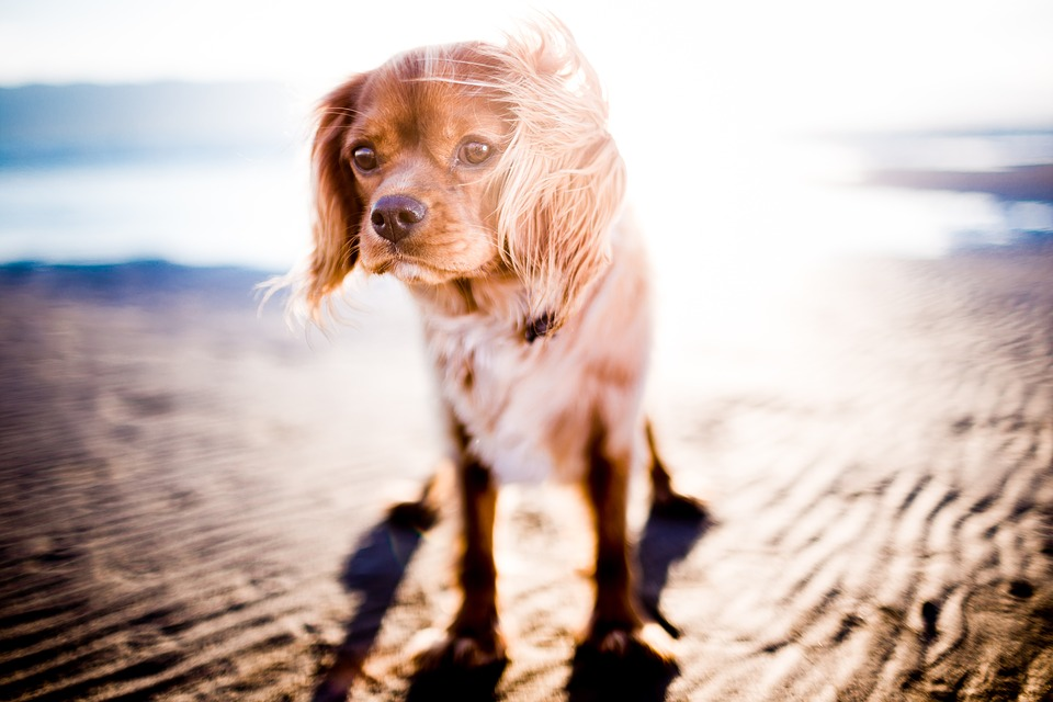 How to Prevent Sunburn in Dogs