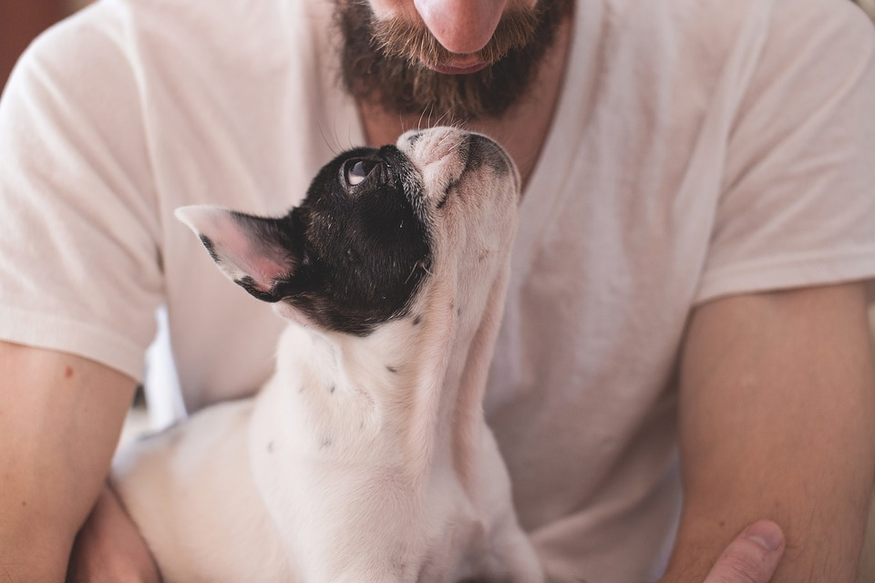 Here’s How You Can Best Appreciate Your Pet