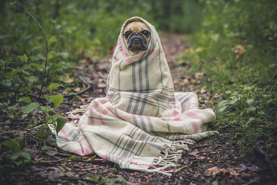 How safe are anxiety blankets for pets?