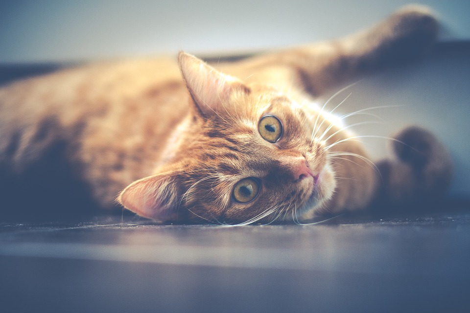 How many cats are too many? | PetCareRx