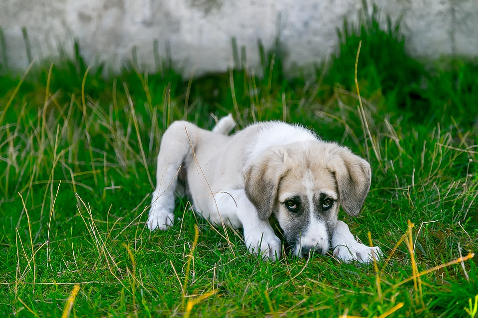 Deadly Dog Diseases that You can Totally Prevent
