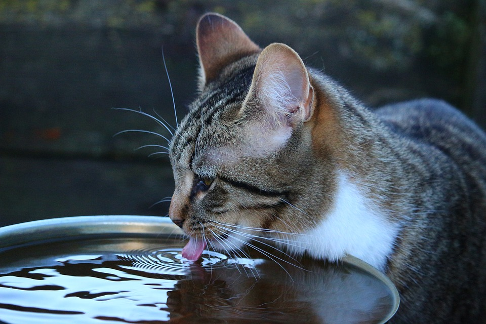 Keeping the cat hydrated
