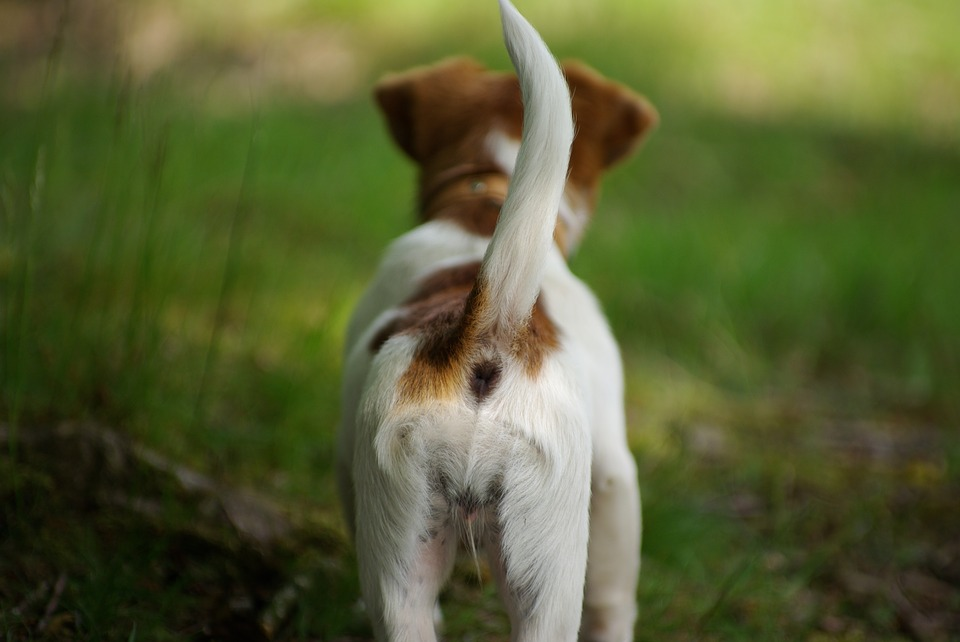 Dog's tail positions and their meaning | PetCareRx