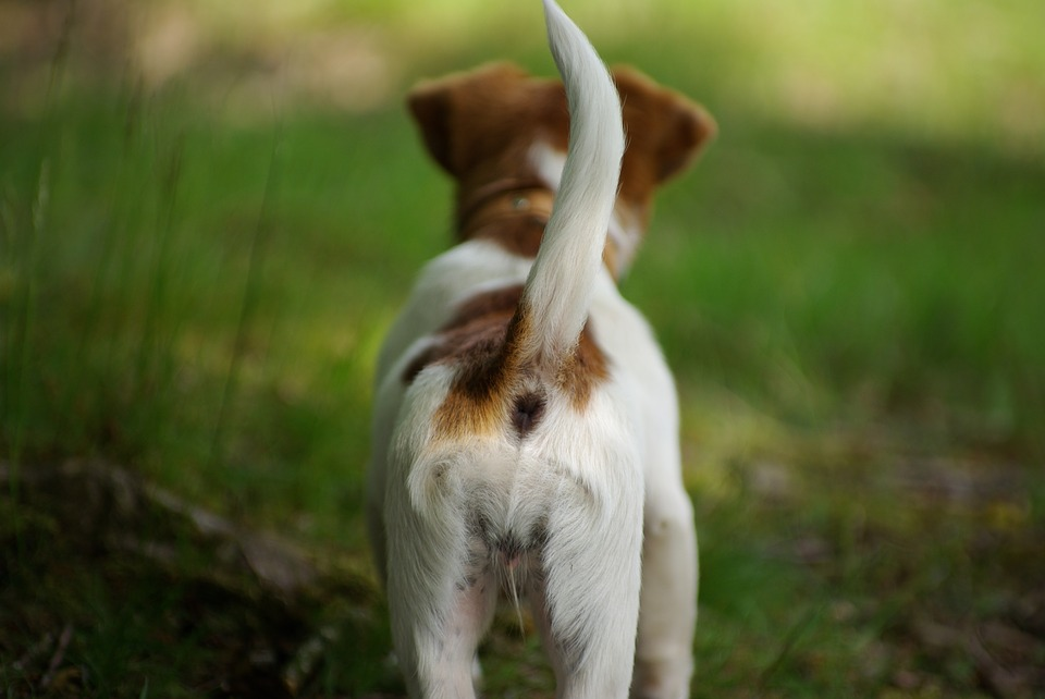 Dog's tail positions and their meaning PetCareRx