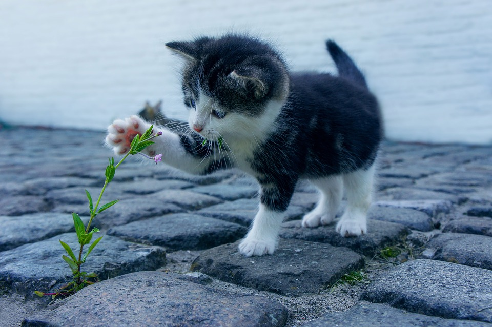 What you should do if you find a stray kitten