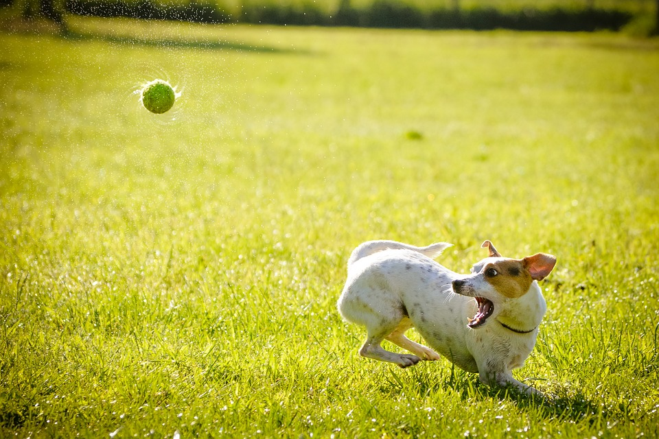 Buying automatic ball throwers for dogs