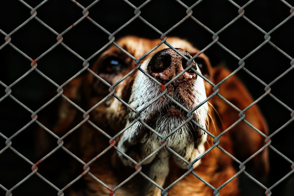 How Can Animal Shelters Create The Best Kennel Space?