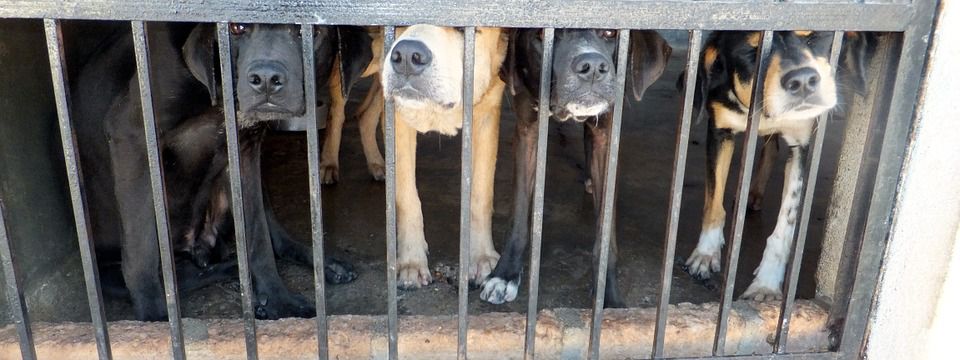 How Pet Owners Can Help Their Communities At Times Of Crises