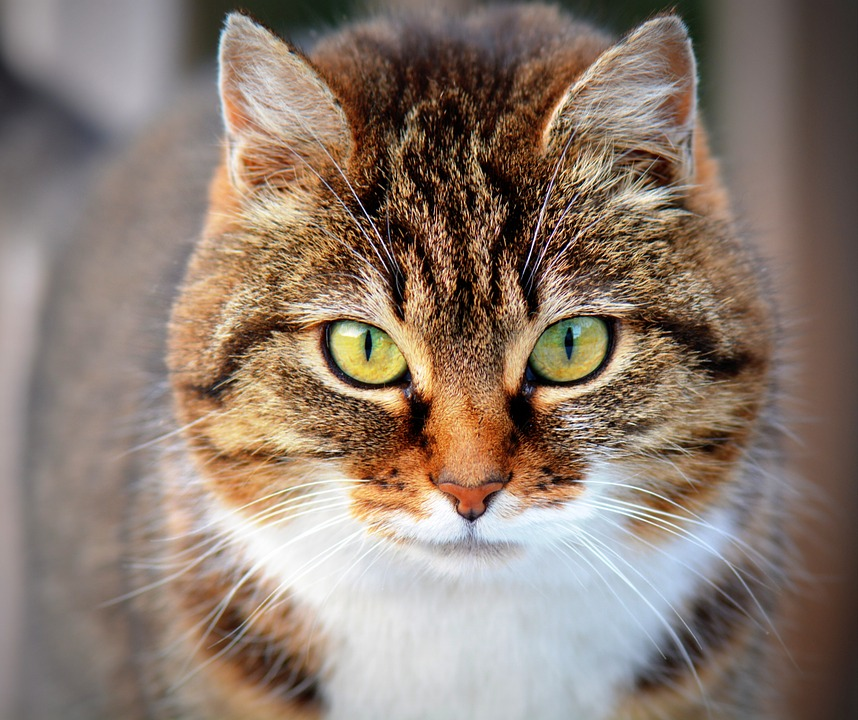 why-do-cats-become-aggressive-suddenly-petcarerx