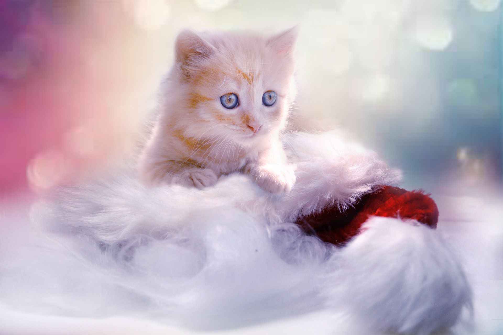 How to have a merry Christmas with pets