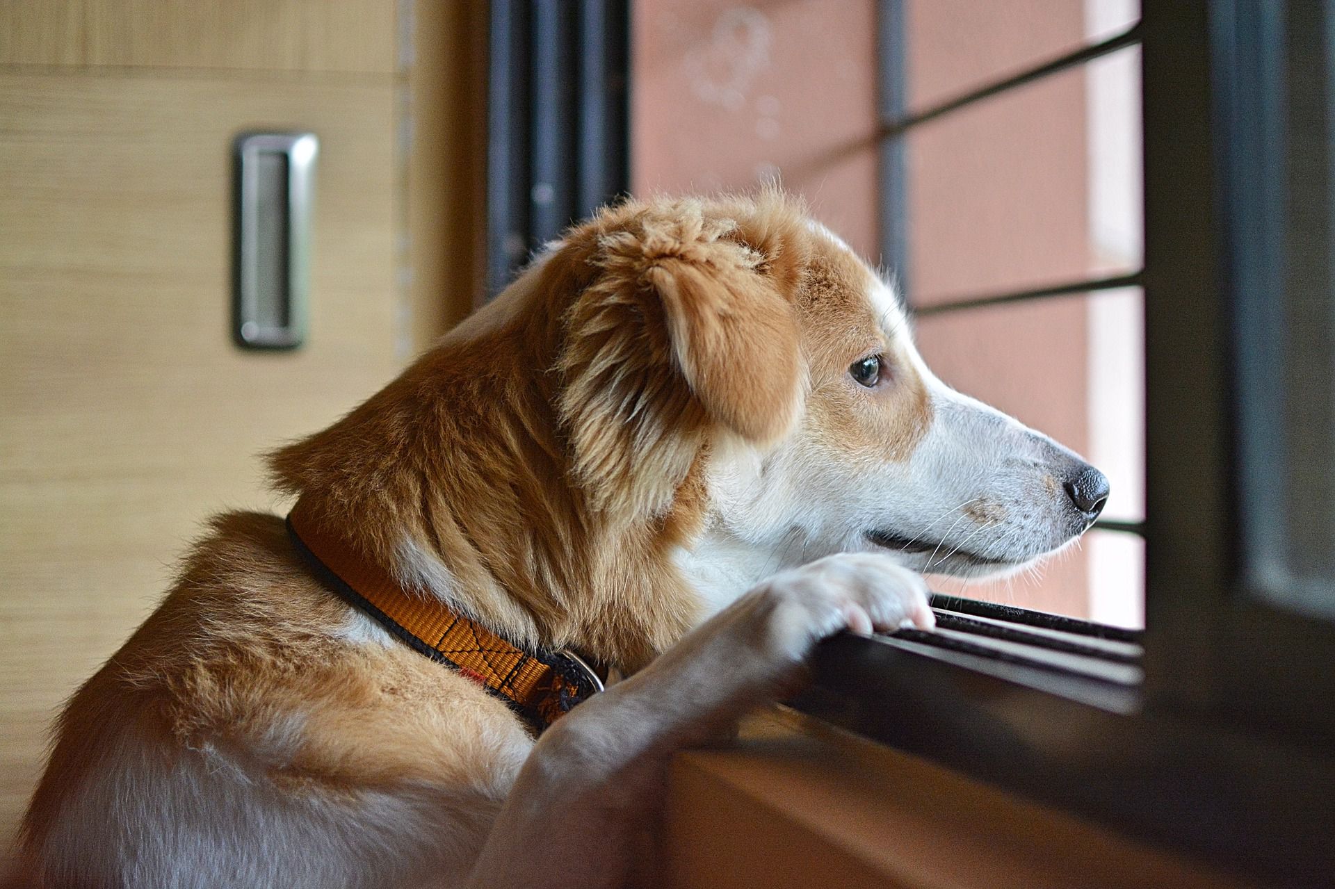 How to Make Sure Your Pets are Safe When You’re Not Home