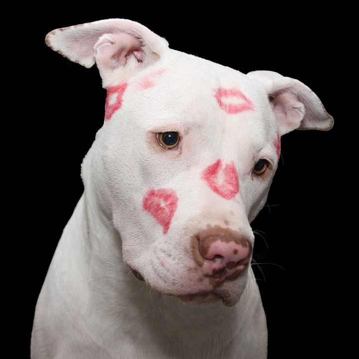 do-dogs-like-when-you-kiss-them-petcarerx